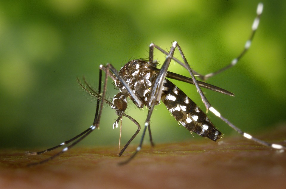 You are currently viewing Website Helps Victims of Zika
