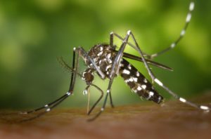 Read more about the article Study Provides Disturbing Results about Zika