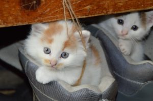 Read more about the article Keeping Kitty Safe and Healthy During Summer