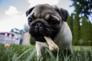 Read more about the article Dog Food – Use it to Determine If Your Advertising is Working