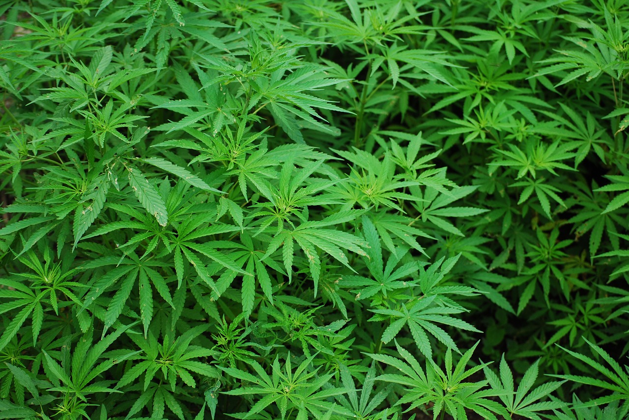 You are currently viewing This Country is Only the Second in the World To Legalize Recreational Marijuana