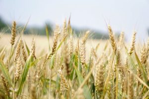 Read more about the article Corn Farmers in Illinois Invested Close to $4 billion in Crop