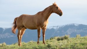 Read more about the article Understand Your Horse Better with these Important Facts
