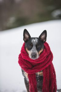 Read more about the article Keeping Your Pet Safe During the Winter