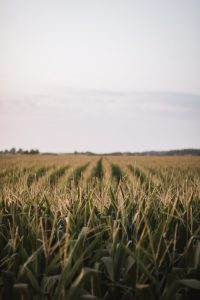 Read more about the article Modest Decline in the Sentiment of Agricultural Producers, Farmers Weakened Their Perception of Current and Future Economic Conditions