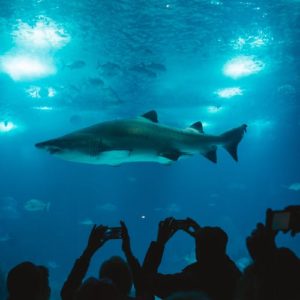 Read more about the article In the Middle of Shark Week, Tennessee Aquarium Hatches Baby Shark