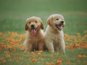 Read more about the article NY Times Best Selling Author Discusses “Sad Animal Facts” on PoB Show