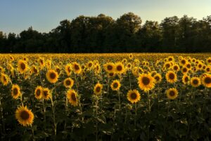 Read more about the article Living Your Abundant Life
