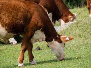 Read more about the article USDA is Cracking Down on False Claims by Meat Companies