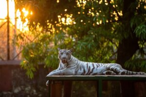 Read more about the article Community Donations That Support Jacksonville’s Tiger Sanctuary