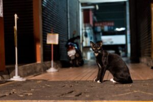 Read more about the article From Alleys to Homes: Saving Cats, Strengthening Detroit Community